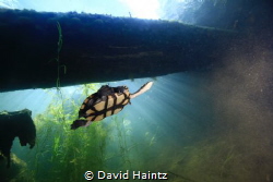 Sun Rays, turtle swimming by in a freshwater hole. by David Haintz 